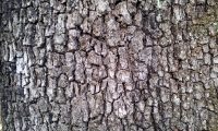 ritidoma adulto de carrasco-arbóreo - Quercus rivasmartinezii ritidoma adulto de carrasco-arbóreo - Quercus rivasmartinezii