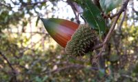 glande de carrasco – Quercus coccifera glande de carrasco – Quercus coccifera