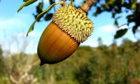 glande e cúpula de carrasco – Quercus coccifera glande e cúpula de carrasco – Quercus coccifera