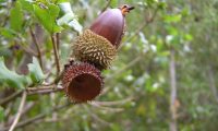 glande germinada de carrasco – Quercus coccifera glande germinada de carrasco – Quercus coccifera