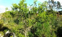hábito com ramos desde a base de carrasco, carrasqueiro – Quercus coccifera hábito com ramos desde a base de carrasco, carrasqueiro – Quercus coccifera