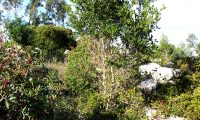 hábito de carrasco, carrasqueiro – Quercus coccifera hábito de carrasco, carrasqueiro – Quercus coccifera