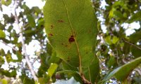 página inferior de carrasco – Quercus coccifera página inferior de carrasco – Quercus coccifera