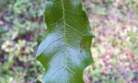 página superior de carrasco – Quercus coccifera página superior de carrasco – Quercus coccifera