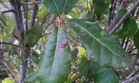 páginas superiores de carrasco – Quercus coccifera páginas superiores de carrasco – Quercus coccifera