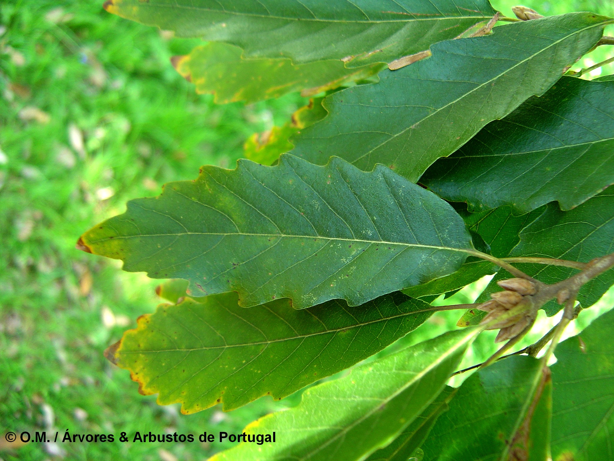 página superior do carvalho-de-monchique, carvalho-das-canárias - Quercus canariensis