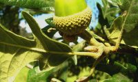bolota imatura de carvalho-negral - Quercus pyrenaica