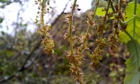 amentilhos, flores masculinas do cerquinho, carvalho-português, carvalho-lusitano - Quercus faginea subsp. broteroi amentilhos, flores masculinas do cerquinho, carvalho-português, carvalho-lusitano - Quercus faginea subsp. broteroi
