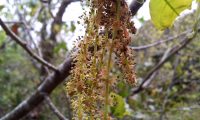 amentilhos (flores masculinas) do cerquinho, carvalho-português - Quercus faginea amentilhos (flores masculinas), carvalho-português - Quercus faginea