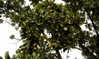 aspecto parcial da frutificação do carvalho-português - Quercus faginea subsp. broteroi aspecto parcial da frutificação do carvalho-português - Quercus faginea subsp. broteroi