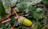 glande de carvalho-português - Quercus faginea glande de carvalho-português - Quercus faginea