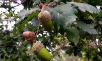 bolotas de carvalho-português - Quercus faginea bolotas de carvalho-português, cerquinho, carvalho-lusitano - Quercus faginea