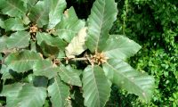gomos e páginas superiores de carvalho-português - Quercus faginea subsp. broteroi gomos e páginas superiores do carvalho-português - Quercus faginea subsp. broteroi