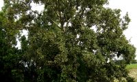 hábito de carvalho-português - Quercus faginea subsp. broteroi hábito de carvalho-português - Quercus faginea