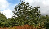 hábito de jovem carvalho-português, carvalho-lusitano - Quercus faginea subsp. broteroi hábito de jovem carvalho-português - Quercus faginea