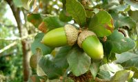 glandes de carvalho-português - Quercus faginea subsp. broteroi glandes de carvalho-português - Quercus faginea subsp. broteroi