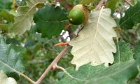 página inferior de jovem carvalho-português, carvalho-lusitano - Quercus faginea subsp. broteroi página inferior de jovem carvalho-português, cerquinho - Quercus faginea subsp. broteroi