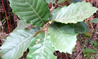 páginas superiores de carvalho-português - Quercus faginea páginas superiores de carvalho-português - Quercus faginea