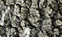 ritidoma adulto de carvalho-português - Quercus faginea subsp. broteroi ritidoma adulto de carvalho-português - Quercus faginea subsp. broteroi