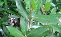 páginas superiores e botões do loureiro – Laurus nobilis