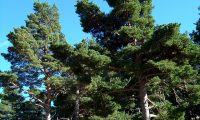 hábito de pinheiro-silvestre – Pinus sylvestris hábito montanhês de pinheiro-silvestre – Pinus sylvestris