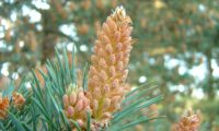 inflorescências masculinas de pinheiro-silvestre – Pinus sylvestris inflorescências masculinaspinheiro-silvestre – Pinus sylvestris