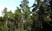pinhal de pinheiros-silvestre – Pinus sylvestris pinhal de pinheiro-silvestre – Pinus sylvestris
