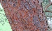 ritidoma alaranjado de pinheiro-silvestre – Pinus sylvestris ritidoma alaranjado de pinheiro-silvestre – Pinus sylvestris