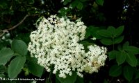 flores de sabugueiro – Sambucus nigra flores de sabugueiro, candeleiro, galacrista, canineiro – Sambucus nigra