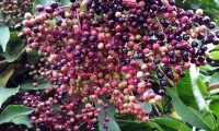 corimbo de frutos, bagas em maturação do sabugueiro – Sambucus nigra corimbo de frutos, bagas em maturação do sabugueiro, candeleiro – Sambucus nigra