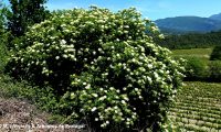 floração, sabugueiro – Sambucus nigra floração, sabugueiro – Sambucus nigra