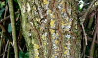 ritidoma de sabugueiro – Sambucus nigra ritidoma de sabugueiro, candeleiro – Sambucus nigra