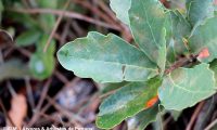 páginas superiores de carvalhiça - Quercus lusitanica