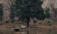hábito de teixo isolado – Taxus baccata