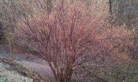 hábito invernal de aveleira – Corylus avellana