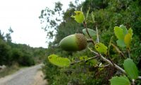 glande imatura de carrasco – Quercus coccifera glande imatura de carrasco – Quercus coccifera