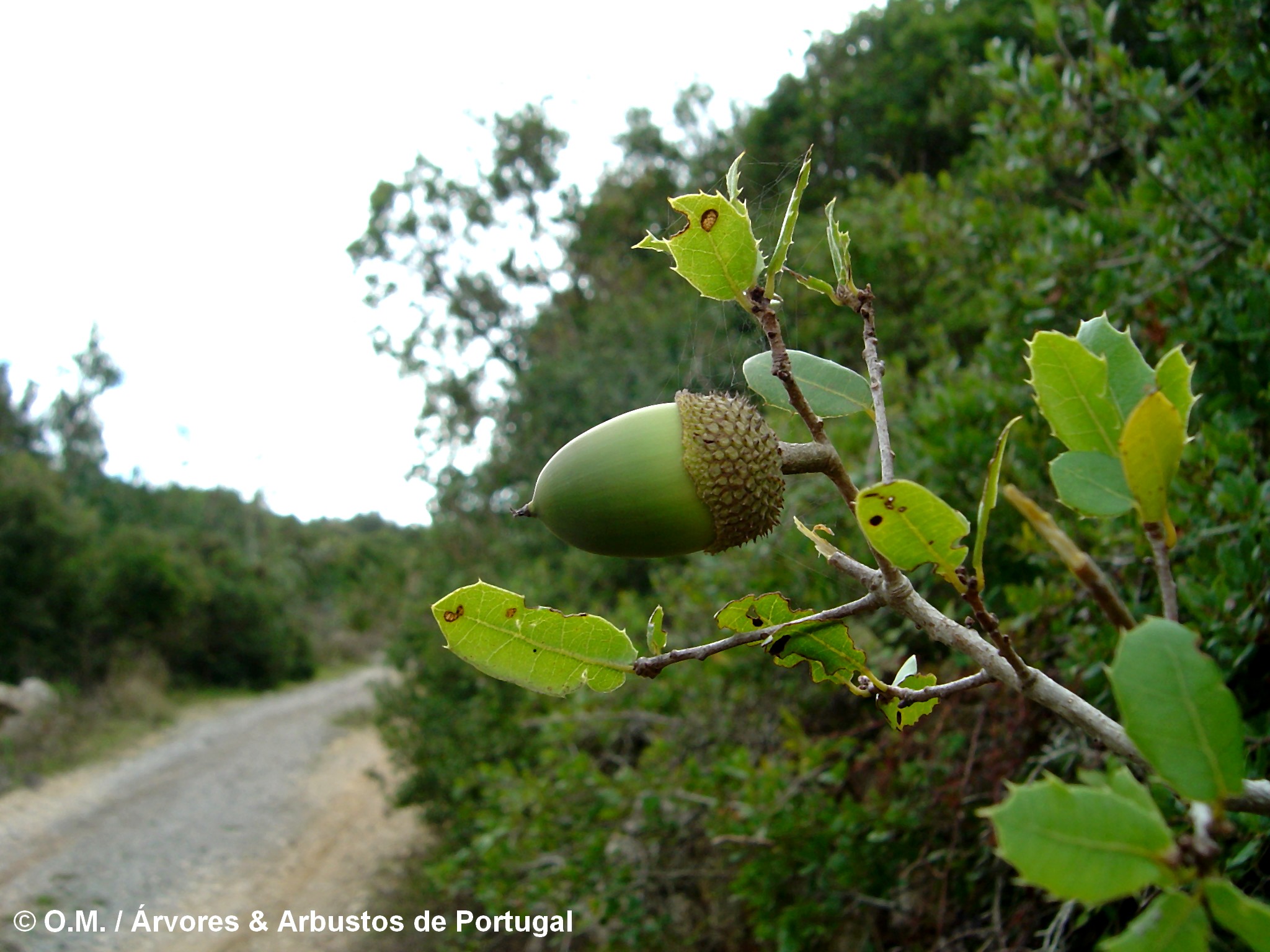 glande imatura de carrasco – Quercus coccifera