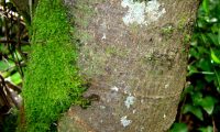 ritidoma adulto de carrasco – Quercus coccifera ritidoma adulto de carrasco – Quercus coccifera