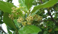Flores do til - Ocotea foetens