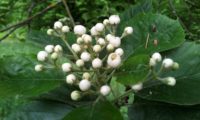 botões do mostajeiro-de-folhas-largas – Sorbus latifolia