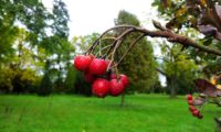 pomos com lenticelas da sorveira-branca, botoeiro, mostajeiro-branco – Sorbus aria
