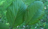 páginas superiores da sorveira-branca, botoeiro, mostajeiro-branco – Sorbus aria