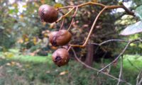 frutos de mostajeiro – Sorbus torminalis frutos de mostajeiro, mostajeiro-das-cólicas – Sorbus torminalis