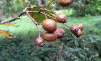 pomos de mostajeiro – Sorbus torminalis pomos de mostajeiro, mostajeiro-das-cólicas – Sorbus torminalis
