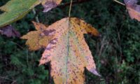 página superior de mostajeiro, aspecto outonal – Sorbus torminalis página superior de mostajeiro, mostajeiro-das-cólicas, aspecto outonal – Sorbus torminalis