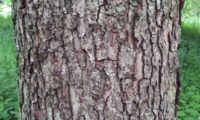 ritidoma de mostajeiro – Sorbus torminalis ritidoma de mostajeiro, mostajeiro-das-cólicas – Sorbus torminalis