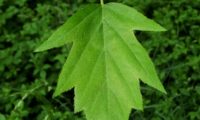 página superior aspecto primaveril de mostajeiro, mostajeiro-das-cólicas – Sorbus torminalis página superior primaveril de mostajeiro – Sorbus torminalis