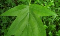 página superior de mostajeiro, mostajeiro-das-cólicas – Sorbus torminalis página superior de mostajeiro, mostajeiro-das-cólicas – Sorbus torminalis