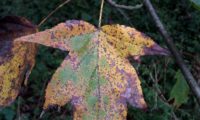 página superior de mostajeiro, cores outonais – Sorbus torminalis página superior de mostajeiro, mostajeiro-das-cólicas, cores outonais – Sorbus torminalis