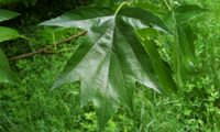 página superior, glabra, verde-escuro brilhante de mostajeiro – Sorbus torminalis página superior glabra, verde-escuro brilhante de mostajeiro, mostajeiro-das-cólicas – Sorbus torminalis